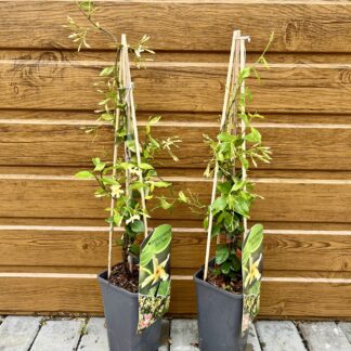 Jazmín konfederačný (Trachelospermum jasminoides ´Star of Toscane´) veľkosť 45cm+