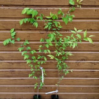 Zelkova ostrolistá (Zelkova serrata) veľkosť 80-120cm
