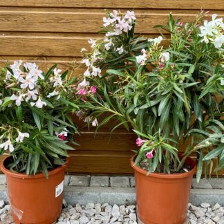 Oleander obyčajný (Nerium oleander - TRICOLOR) veľkosť 50-70cm