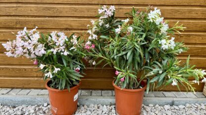 Oleander obyčajný (Nerium oleander - TRICOLOR) veľkosť 50-70cm