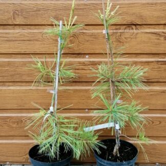 Borovica hladká (Pinus strobus ´Pendula´) veľkosť 60-70cm