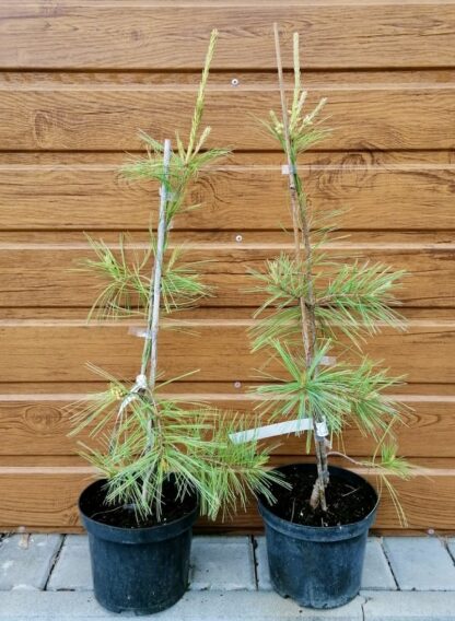 Borovica hladká (Pinus strobus ´Pendula´) veľkosť 60-70cm