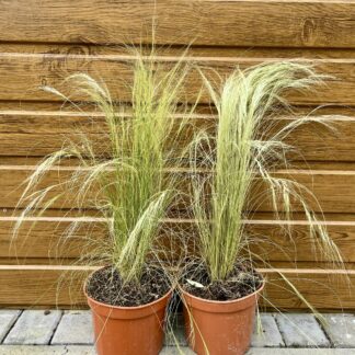 Kavyľ perovitý (Stipa tenuissima)