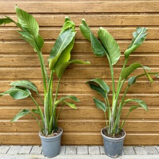 Strelícia augusta (Strelitzia augusta) veľkosť 90-110cm
