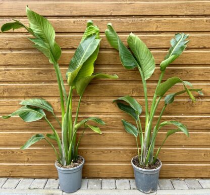 Strelícia augusta (Strelitzia augusta) veľkosť 90-110cm