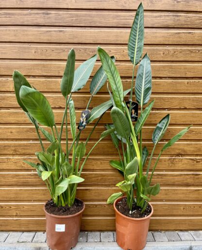 Strelícia kráľovská (Strelitzia reginae) veľkosť 110-130cm