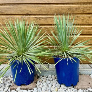 Yucca rostrata (-25˚C) – celková výška 30-40cm