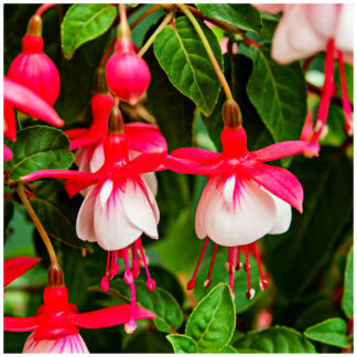 Fuksia (Fuchsia ´Lady Thumb´) veľkosť 10-20cm