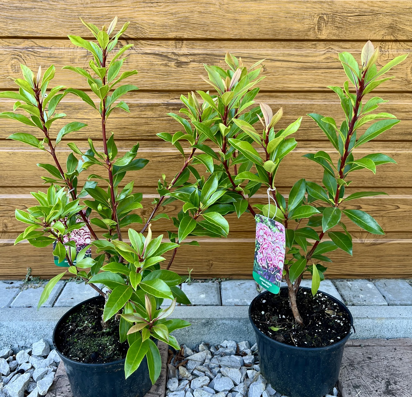 Kalmia širokolistá (Kalmia latifolia ´Bandeau´) veľkosť 30-50cm