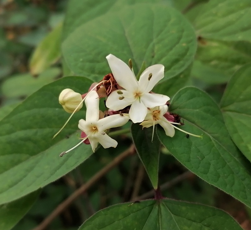 Klerodendron – neskorá opora pre včely aj pokojná dominanta záhrady