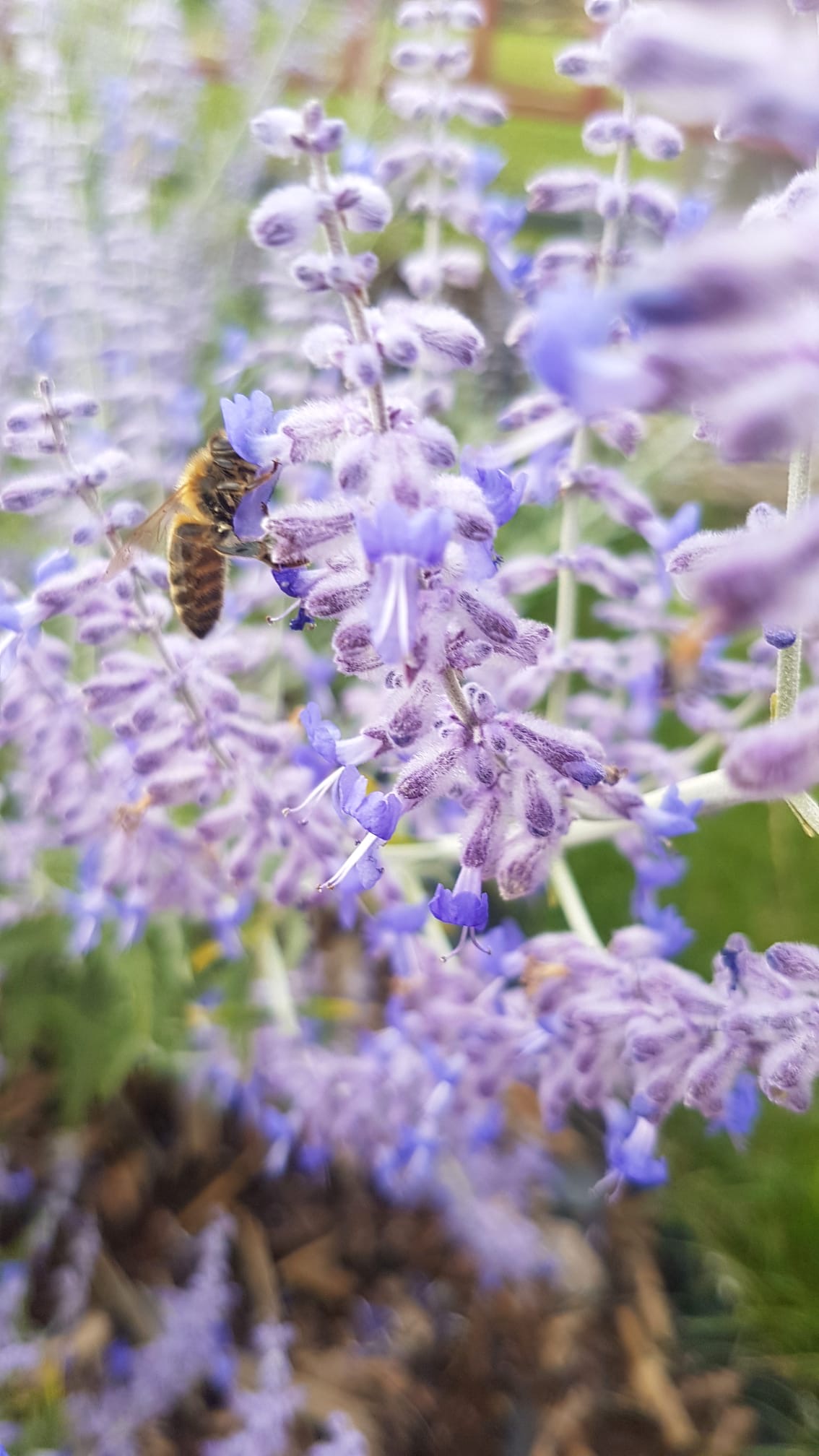 Perovskia – fialovo strieborná kráľovná dlhého leta, ktorú včely milujú