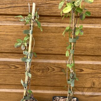 Akébia päťpočetná (Akebia quinata ´Variegata´) veľkosť 30cm+