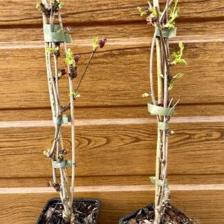 Akébia trojpočetná (Akebia trifoliata) veľkosť 30cm+