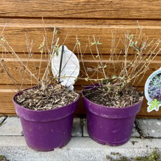 Budleja striedavolistá (Buddleia alternifolia ‘Unique’) veľkosť 20cm+