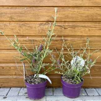 Budleja striedavolistá (Buddleia alternifolia ‘Unique’) veľkosť 20cm+