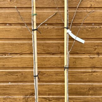 Hikória pekanová (Carya illinoinensis ´Pawnee´) veľkosť 130-150cm