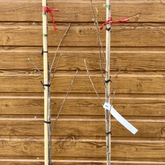 Hikória pekanová (Carya illinoinensis ´Choctaw´) veľkosť 130-150cm