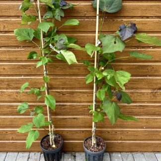 Katalpa červenajúca (Catalpa erubescens 'Purpurea') veľkosť 80-130cm