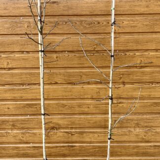 Hloh obyčajný (Crataegus laevigata ´Plena´) veľkosť 125-150cm