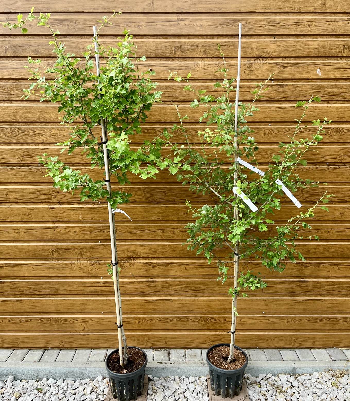 Hloh obyčajný (Crataegus laevigata ´Plena´) veľkosť 130-170cm