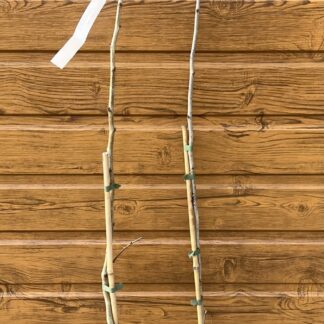 Hloh mordenský (Crataegus mordenensis 'Toba') veľkosť 130-150cm