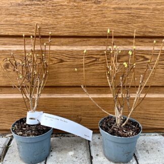 Enkiant (Enkianthus campanulatus ´Red Bells´) veľkosť 20cm