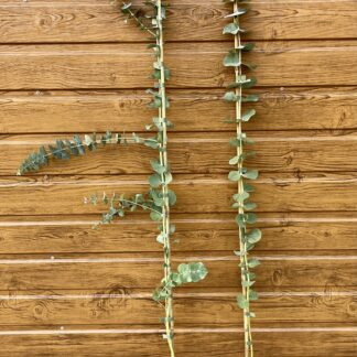 Eukalyptus popolavý (Eucalyptus cinerea 'Silver Dollar') veľkosť 130-160cm