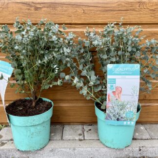 Eukalyptus gunnov (Eucalyptus gunnii ´Azura´) veľkosť 30-50cm
