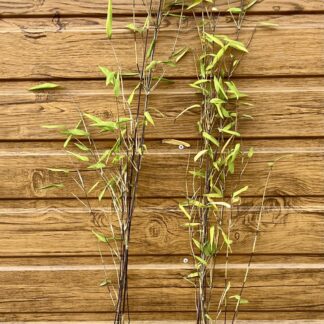 Fargesia ´Black Dragon´ veľkosť 100-130cm