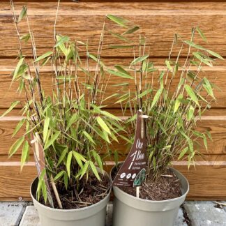 Fargesia ´Red Dragon´ veľkosť 30-50cm