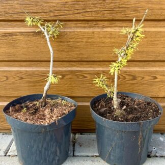 Hamamel prostredný (Hamamelis intermedia 'Westerstede') veľkosť 20-30cm