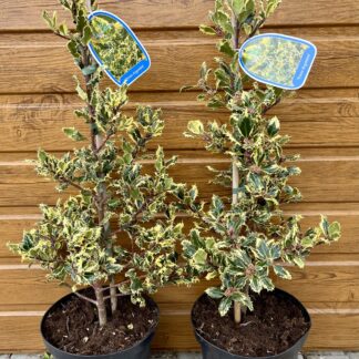 Cezmína ostrolistá (Ilex aquifolium ´Ferox Argentea´) veľkosť 60-70cm