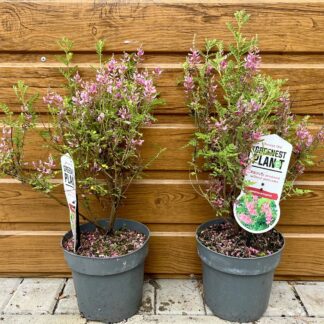 Indigovník himalájsky (Indigofera heterantha) veľkosť 30cm+