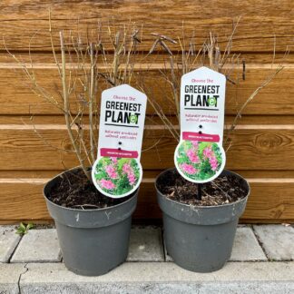 Indigovník himalájsky (Indigofera heterantha) veľkosť 30cm+