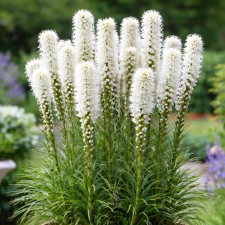 Liatra (Liatris scariosa ´Alba´)