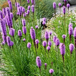 Liatra (Liatris spicata)