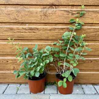 Zemolez obyčajný (Lonicera xylosteum) veľkosť 40-60cm