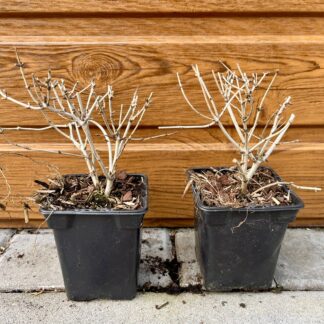 Zemolez Henryho (Lonicera henryi) veľkosť 10cm+