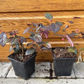 Loropetalum čínske (Loropetalum chinense ‘Fire Dance’) veľkosť 10cm+