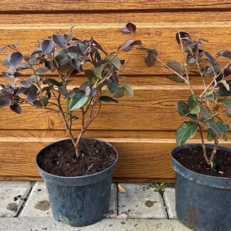 Loropetalum čínske (Loropetalum chinense ‘Pipa’s Red’) veľkosť 20cm+