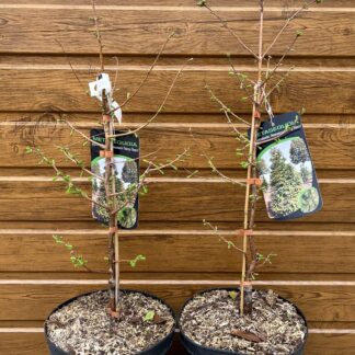 Metasekvoja čínska (Metasequoia glyptostroboides ´Daweswood Tawne Fleece´) veľkosť 70-80cm