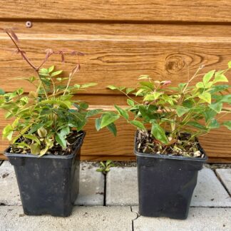 Nandina domáca (Nandina domestica ‘Blush Pink’®) veľkosť 15cm+