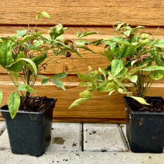 Nandina domáca (Nandina domestica ‘Magical Lemon & Lime’®) veľkosť 10cm+