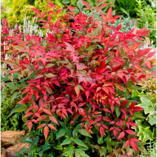 Nandina