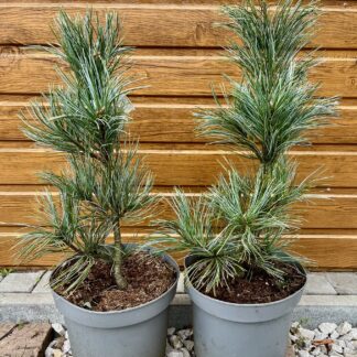 Borovica korejská (Pinus koraiensis ´Silveray´) veľkosť 45-60cm