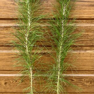 Borovica Roxburghova (Pinus roxburghii) veľkosť 40-60cm