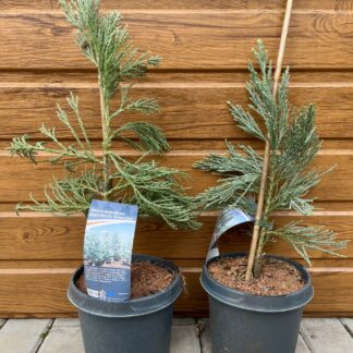 Sekvojovec mamutí (sequoiadendron giganteum ´Glaucum´) veľkosť 35-50cm