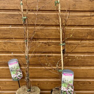 Sturač japonský (Styrax japonicus ´Pink Chimes´) veľkosť 60-100cm