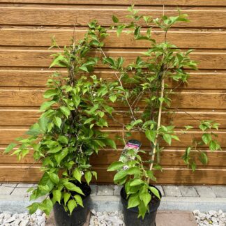 Sturač japonský (Styrax japonicus ´Pink Chimes´) veľkosť 60-100cm