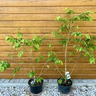 Orgován sieťkovaný (Syringa reticulata) veľkosť 80-130cm